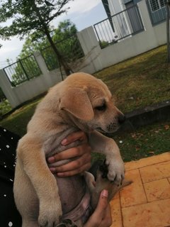 Keaton - Mixed Breed Dog