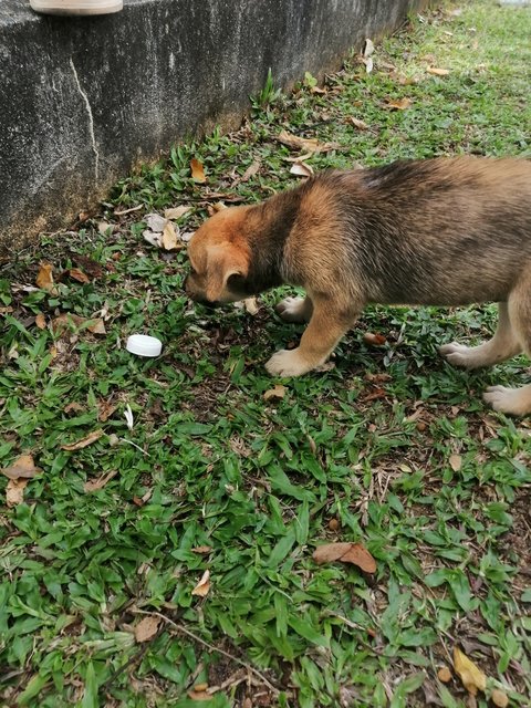 Thasha - Mixed Breed Dog