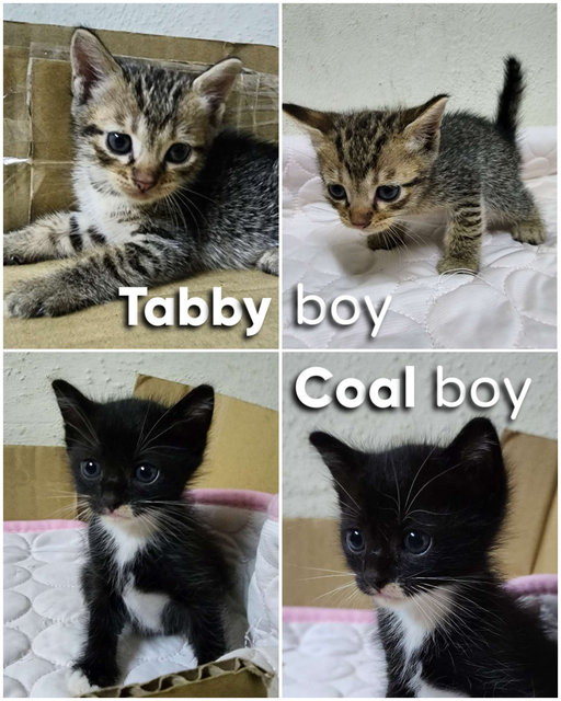 Tabby &amp; Coal - Tuxedo + Tabby Cat