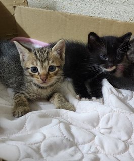 Tabby &amp; Coal - Tuxedo + Tabby Cat