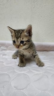 Tabby &amp; Coal - Tuxedo + Tabby Cat