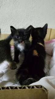 Tabby &amp; Coal - Tuxedo + Tabby Cat