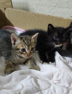 Tabby &amp; Coal - Tuxedo + Tabby Cat