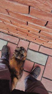 Baby - Tortoiseshell + Domestic Medium Hair Cat