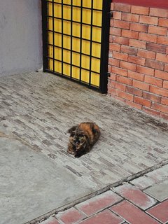 Baby - Tortoiseshell + Domestic Medium Hair Cat