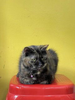 Baby - Tortoiseshell + Domestic Medium Hair Cat