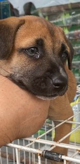 Black Mouth  Cur  (Hunting /guard Dog) - Black Mouth Cur Dog