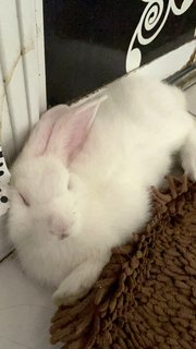 Snowball - American Rabbit