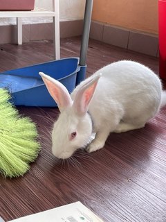 Snowball - American Rabbit