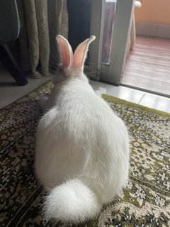 Snowball - American Rabbit