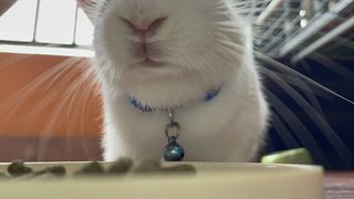 Snowball - American Rabbit