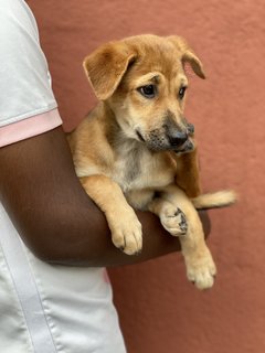 Sugar - Mixed Breed Dog