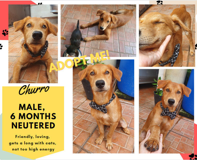 Churro - Mixed Breed Dog