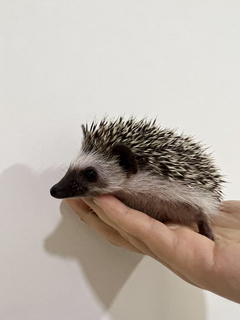 Hedgehog - Hedgehog Small & Furry