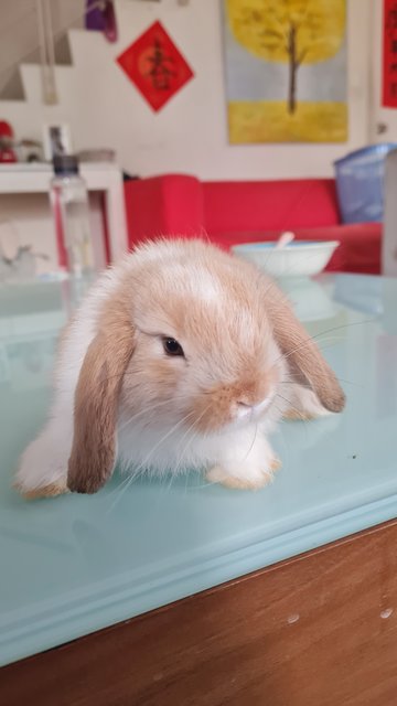 Sonic - Holland Lop Rabbit