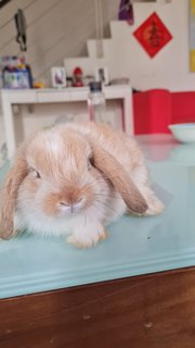 Sonic - Holland Lop Rabbit