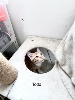 Russ &amp; Todd - Domestic Short Hair Cat