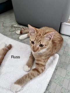 Russ &amp; Todd - Domestic Short Hair Cat