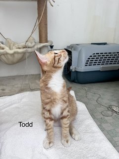 Russ &amp; Todd - Domestic Short Hair Cat