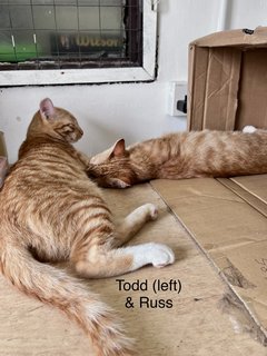 Russ &amp; Todd - Domestic Short Hair Cat