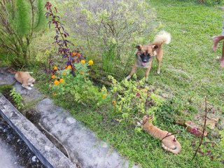 They are friend’s with the foster’s friendly dog, and are always curious of each other. 