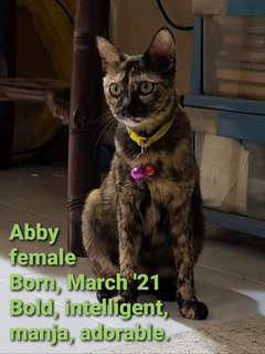 Abby - Domestic Medium Hair + Tortoiseshell Cat