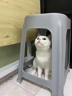 雪花  - Domestic Medium Hair Cat