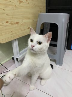 雪花  - Domestic Medium Hair Cat