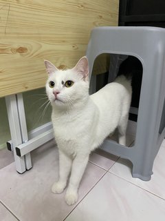 雪花  - Domestic Medium Hair Cat