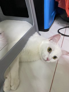 雪花  - Domestic Medium Hair Cat