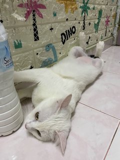 雪花  - Domestic Medium Hair Cat