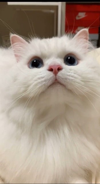 Milky - Persian + Ragdoll Cat