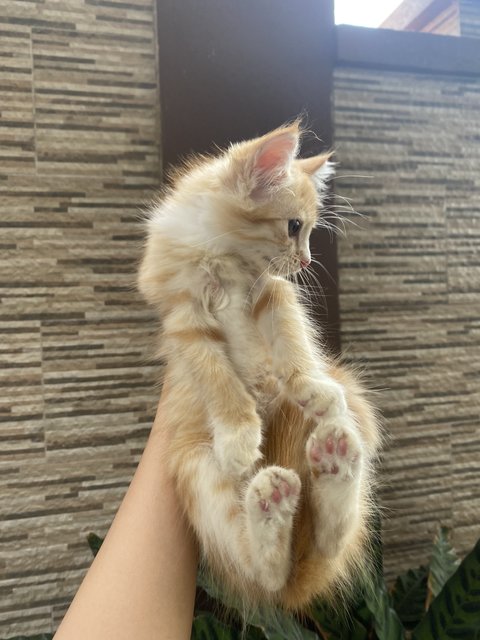 Orange - Domestic Medium Hair Cat