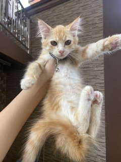 Orange - Domestic Medium Hair Cat