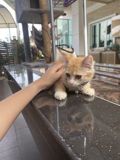 Orange - Domestic Medium Hair Cat