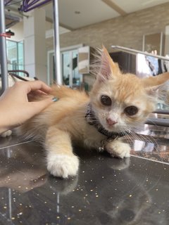 Orange - Domestic Medium Hair Cat