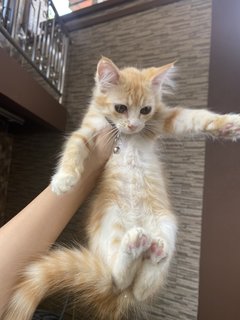 Orange - Domestic Medium Hair Cat