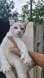 Blue - Domestic Medium Hair Cat