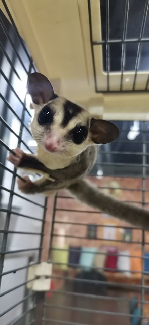 White Face Sugar Glider For Rehome - Sugar Glider Small & Furry