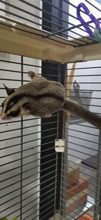 White Face Sugar Glider For Rehome - Sugar Glider Small & Furry