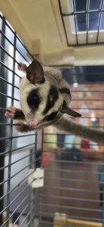 White Face Sugar Glider For Rehome - Sugar Glider Small & Furry