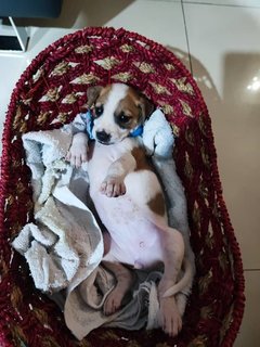 Yellow - Mixed Breed Dog