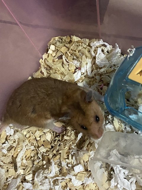 Jimmy - Syrian / Golden Hamster Hamster