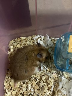 Jimmy - Syrian / Golden Hamster Hamster