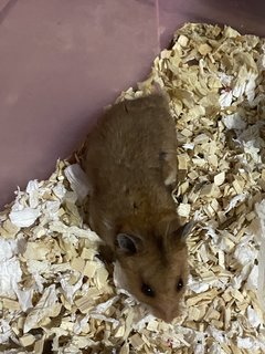 Jimmy - Syrian / Golden Hamster Hamster