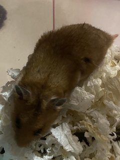 Jimmy - Syrian / Golden Hamster Hamster