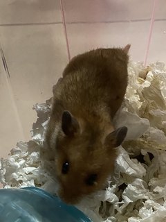 Jimmy - Syrian / Golden Hamster Hamster