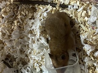 Jimmy - Syrian / Golden Hamster Hamster