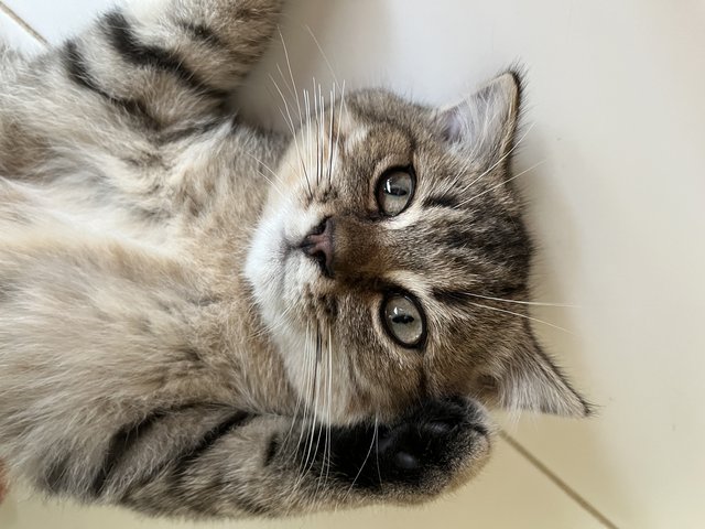 Rocky - British Shorthair Cat