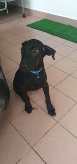 Bianca - Mixed Breed Dog